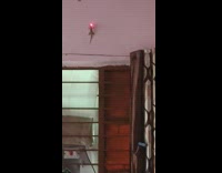 House lizard chases laser light on the wall