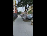 White horse on sidewalk tied to pole 