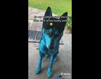 Guy takes care of his brothers dog 