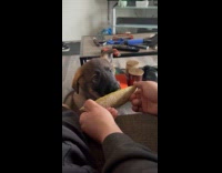 Dog sitting eats food held by owner