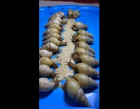 Girl pours brown food blue tray snails