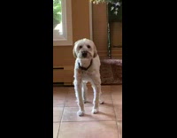 white tall dog howls when women does it first