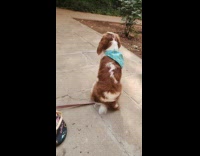 Dog with scarf barks at birds tweet