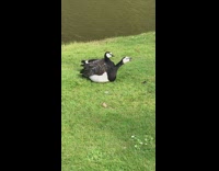 Two barnacle goose quacks at the brown goose by the river