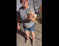 Collab Clips MPUGC - Kitten plays dead when picked up 