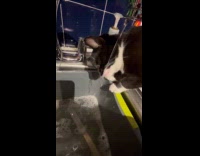 Cat loves to play water from sink