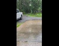 Dog delivers snacks to woman in outdoor gym