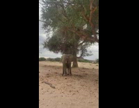 Cautious Elephant Slowly Approaches Man then Walks Away