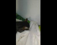 Cat kneads and suckles white blanket