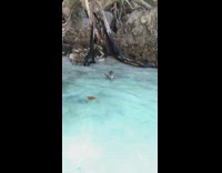 Monkey swims to girl for treat