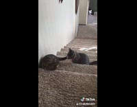 Cat whips other cat in the face with his tail and gets attacked on the stairs, The Next Episode song