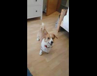 Brown white corgi red collar misses ball 