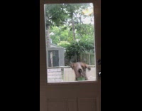 brown dog jumping towards door window