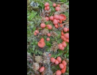 Little balls pushed and its squirts orange liquid