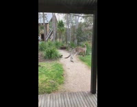 Kangaroo walking around preservation