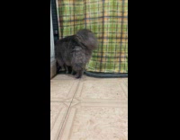 Collab PubityPets - Cat hates fish 