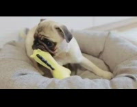 White shirt guy pug puppy dog compilation 