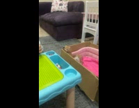 Collab AnimalIG - Kittens cat in the box watches beside little girl play toys