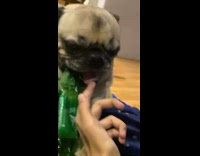 Person touch tongue  of pug bite bottle