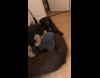 Asleep pet dog woke up by owner with a growl