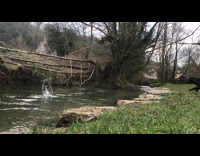 Black dog jumps into pond slow motion for red ball