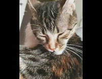 Grey cat grooms itself closeup slow motion 