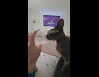 Pet cat drinks water from the owners glass