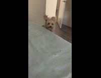 Shih tzu dog jump on bed slow motion