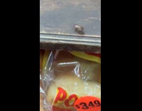 Bug crawl on wooden shelf with bread