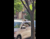 SUV surrounded by swarm of bees