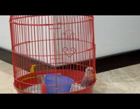 Pet bird lifts bird cage door and and flies away