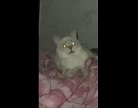 Cat bites person hand through blanket 