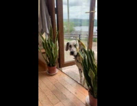 Dog not allowed inside steps in anyway