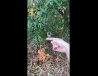 Bird flies around lands on submitter finger