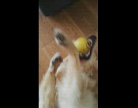 Collab DailyDoseOfInternet - Brown dog on floor yellow ball mouth
