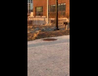 Dog barking at moving sewer lid