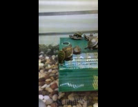 Turtle gets pushed to water by another