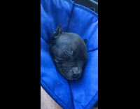 Puppy blue neck cone sleep inside car
