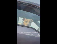 Dog in grey car looking over through window smiling 