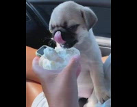Pug puppy licks whipped cream 
