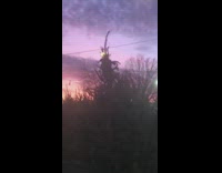 Christmas tree shake machine slow motion sunset