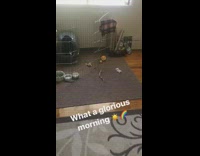 What a glorious morning video of brown rabbit inside destroyed cage