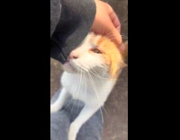 Orange white cat sounds like minecraft cat