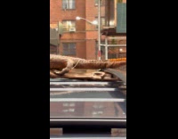 Guys shows crocodile display at car roof