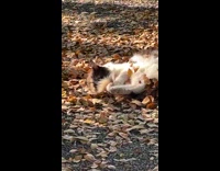 Collab Clips MPUGC - Cat rolls on dried leaves and licks tail 