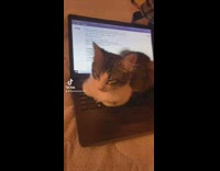 Cat sleeping on laptop keyboard types out words on screen