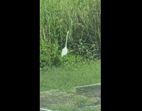 Bird with long neck loses balance and falls 