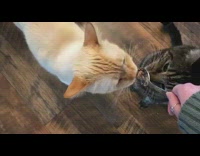 Two cats eat food on metal spoon 