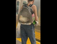 Lady waits for train with duck in her bag 