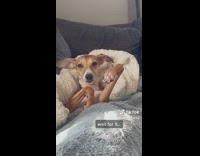 Dog Ponders after Paw Got Stuck on Mouth